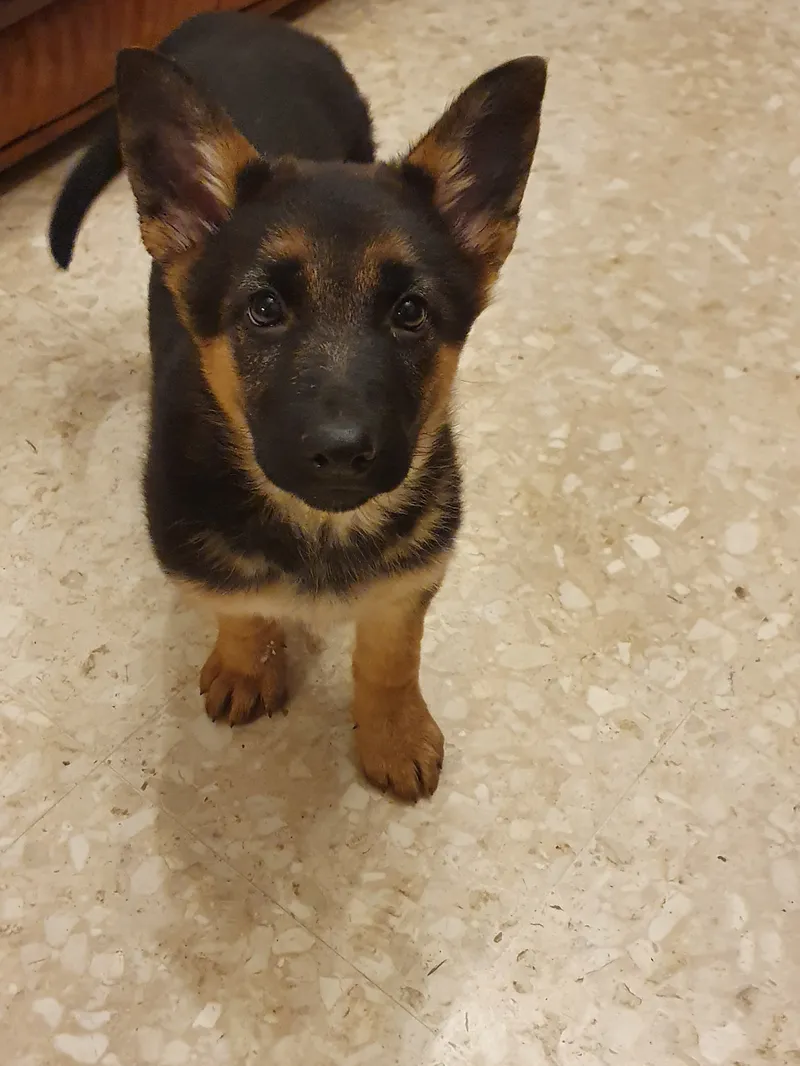 Berger allemand