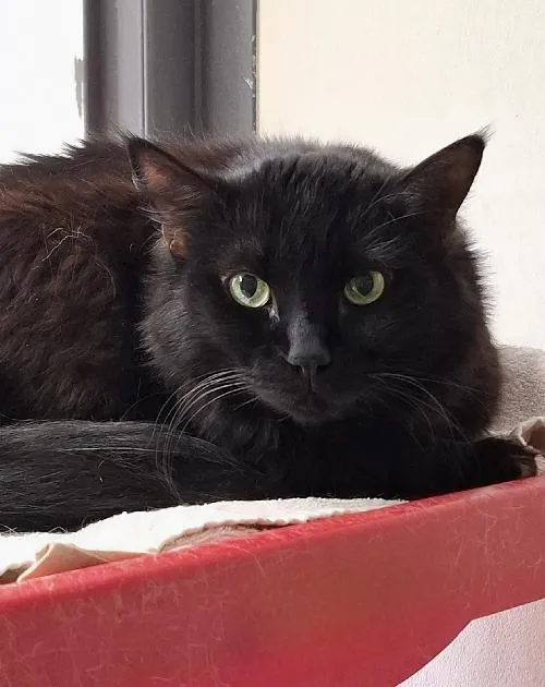 Félix