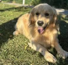 Buddy