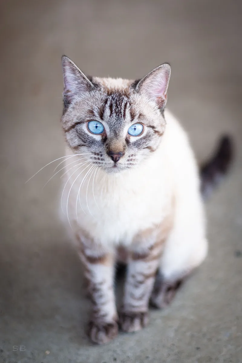 Nala